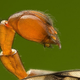 Image for article titled The Scorpion Fly's Stinger Is for Mating, Not Defense